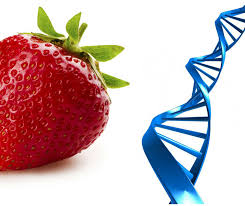 Strawberry DNA