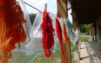 Wool Dyeing Activity